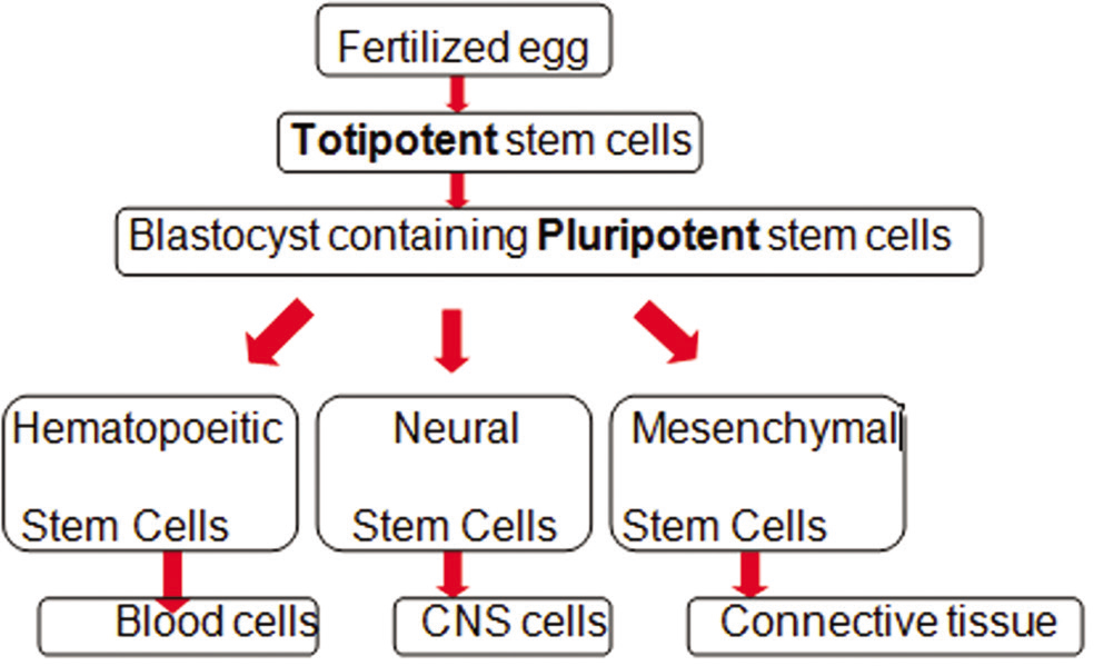 Classification of stem cells.